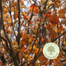 Memorial Tree to Plant – Copper Beech
