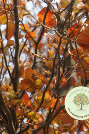 Memorial Tree to Plant – Copper Beech